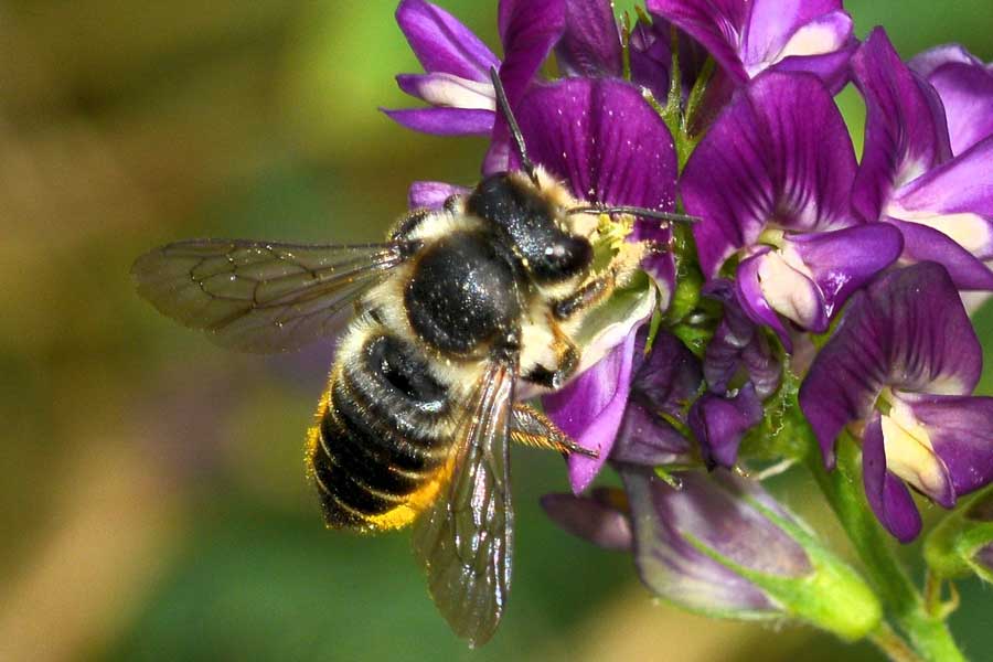 Megachile sp.