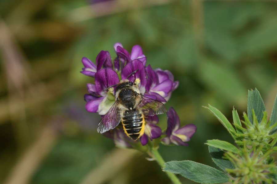 Megachile sp.