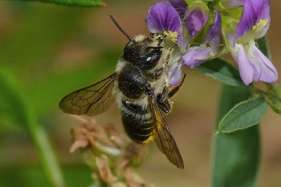 Megachile sp.