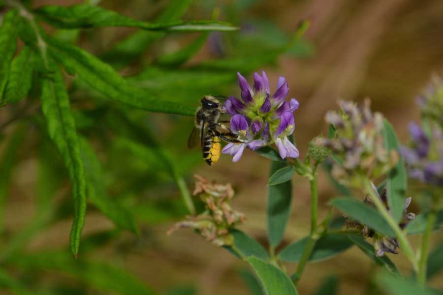 Megachile sp.