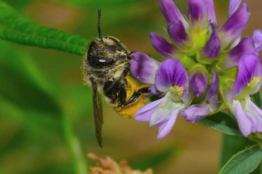 Megachile sp.