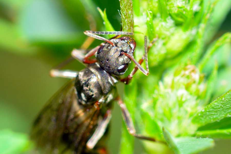 Formica sp.