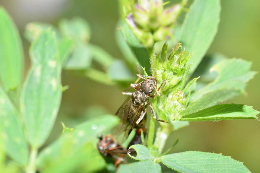 Formica sp.