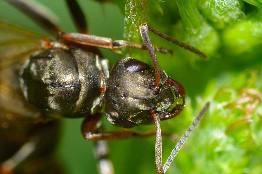 Formica sp.