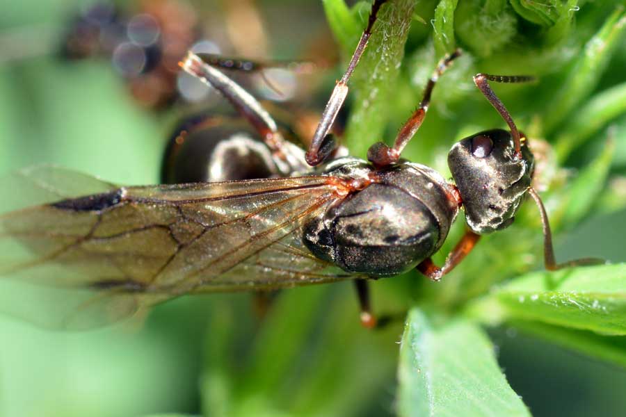 Formica sp.