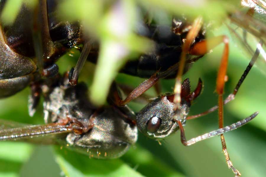 Formica sp.