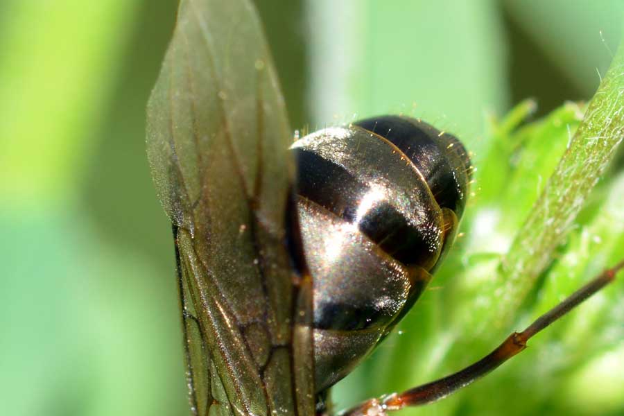 Formica sp.