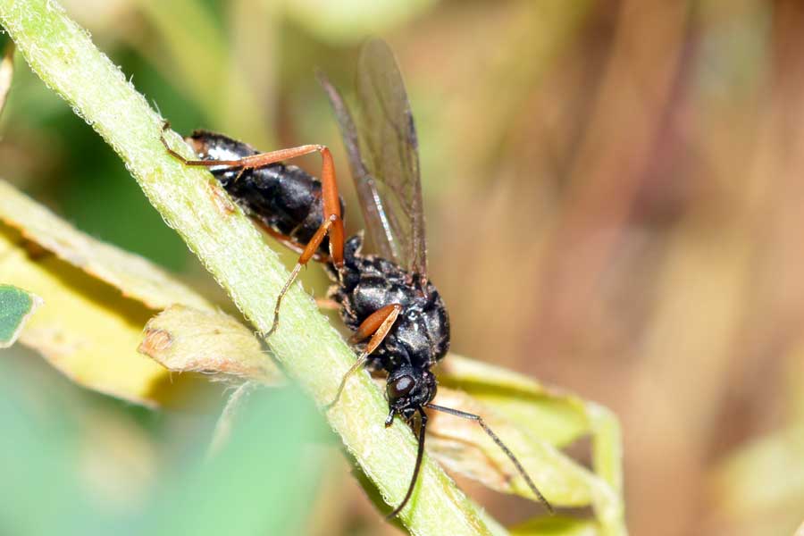 Formica sp.