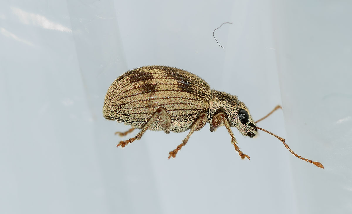 Curculionidae, Pseudomyllocerus neapolitanus