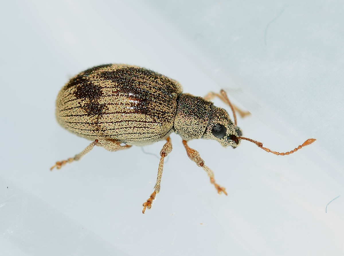 Curculionidae, Pseudomyllocerus neapolitanus