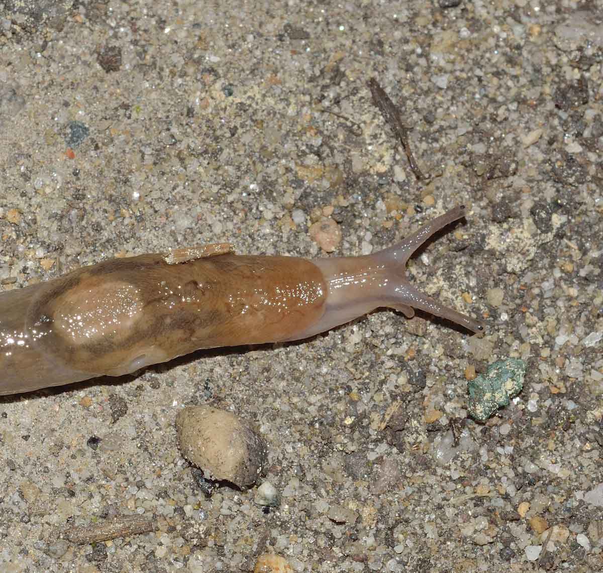 Lehmannia da Novara in un giardino pubblico