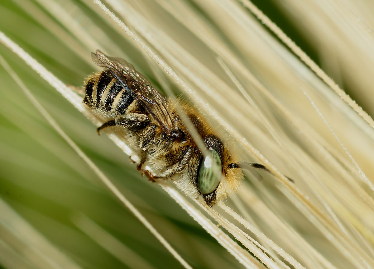 Da identificare:  Apidae Megachilinae:  cfr. Megachile sp.