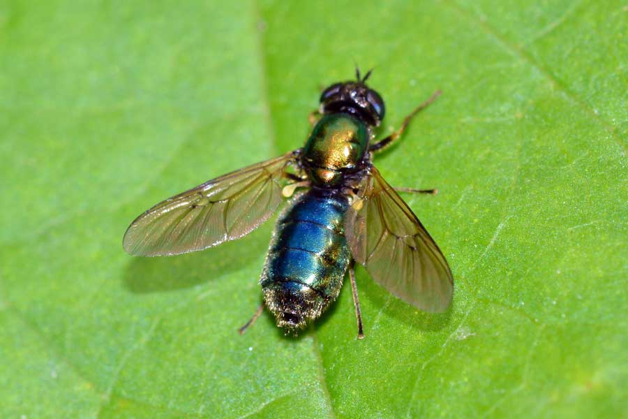 Chloromyia formosa femmina (Stratiomyidae)