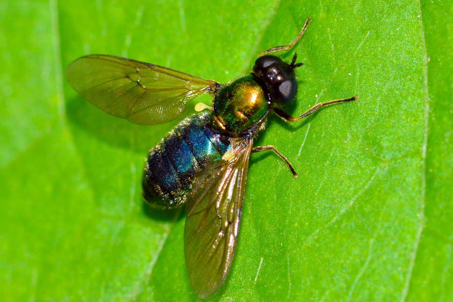 Chloromyia formosa femmina (Stratiomyidae)