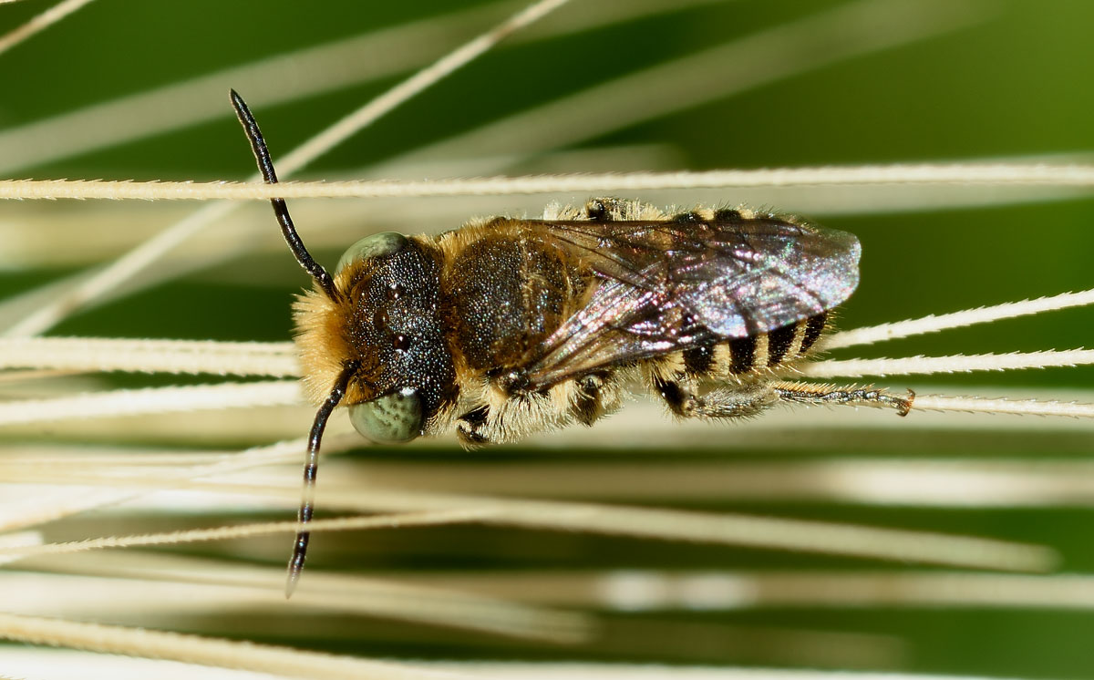 Da identificare:  Apidae Megachilinae:  cfr. Megachile sp.