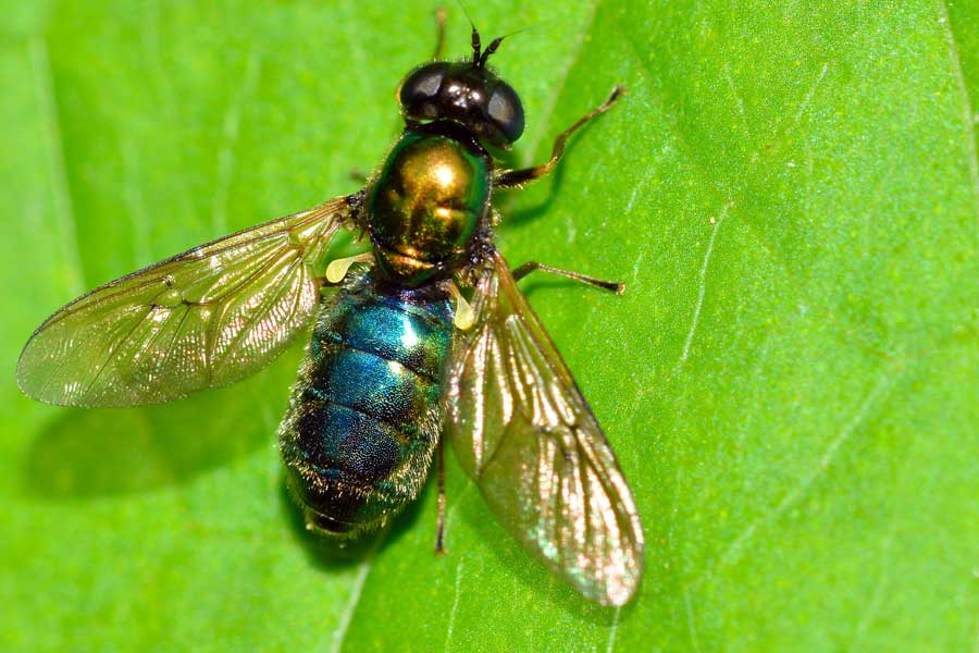 Chloromyia formosa femmina (Stratiomyidae)