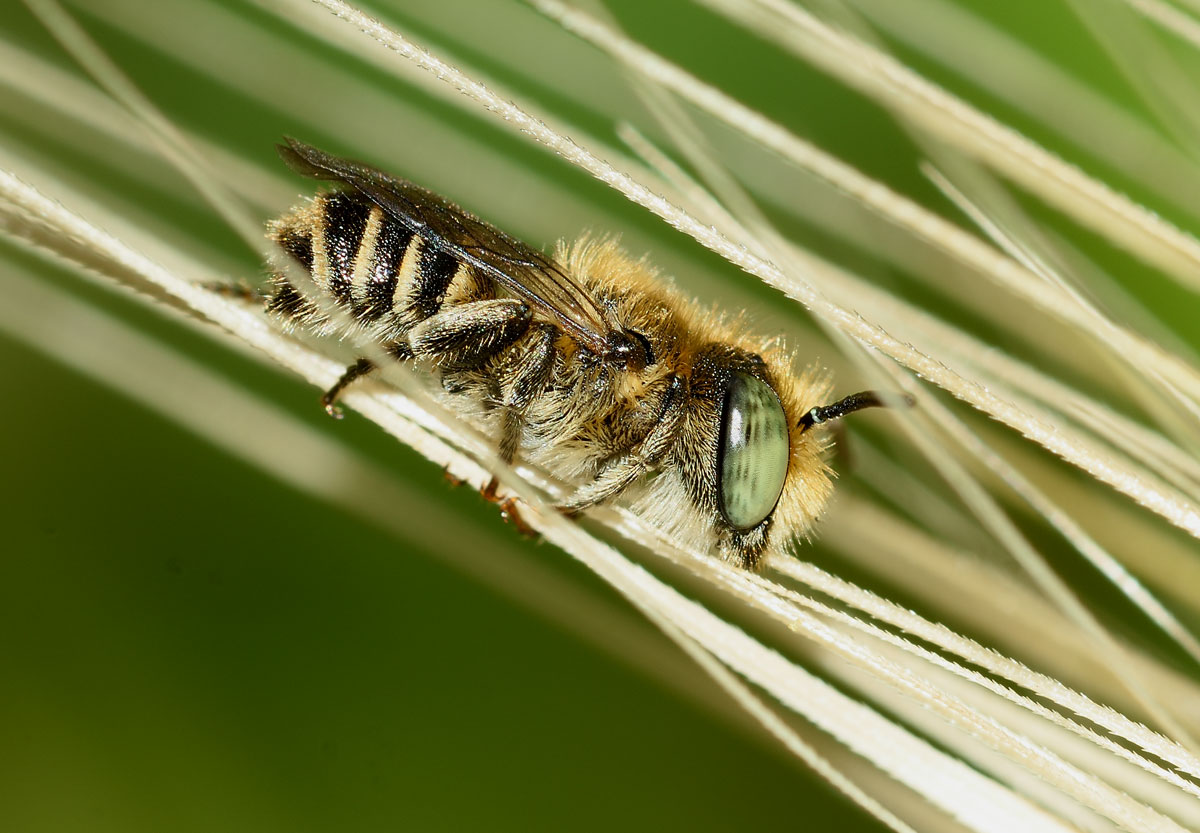 Da identificare:  Apidae Megachilinae:  cfr. Megachile sp.