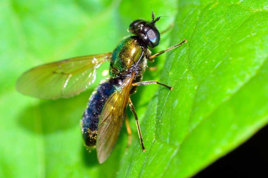 Chloromyia formosa femmina (Stratiomyidae)