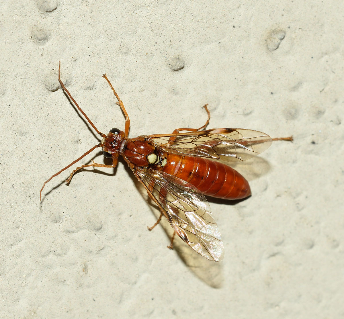 Tenthredinidae da identificare