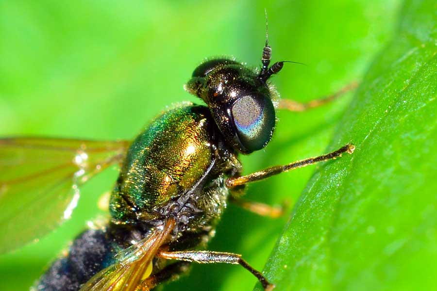 Chloromyia formosa femmina (Stratiomyidae)