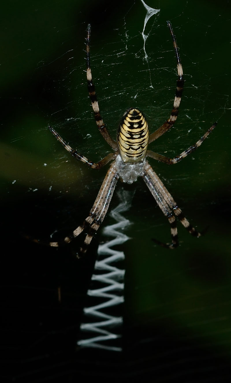 Argiope bruennichi - Novara (NO)