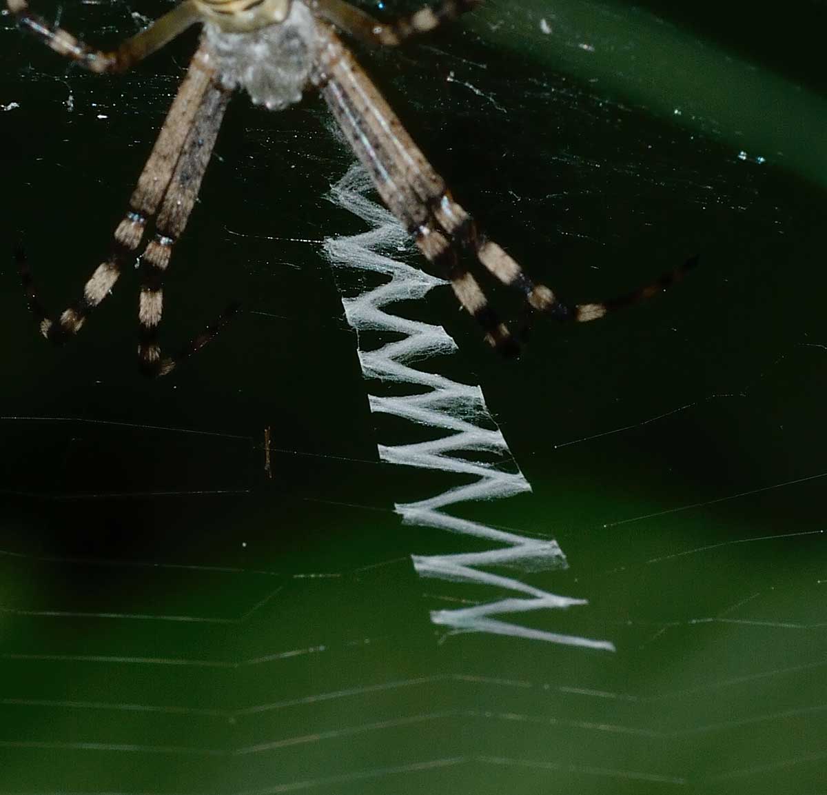 Argiope bruennichi - Novara (NO)