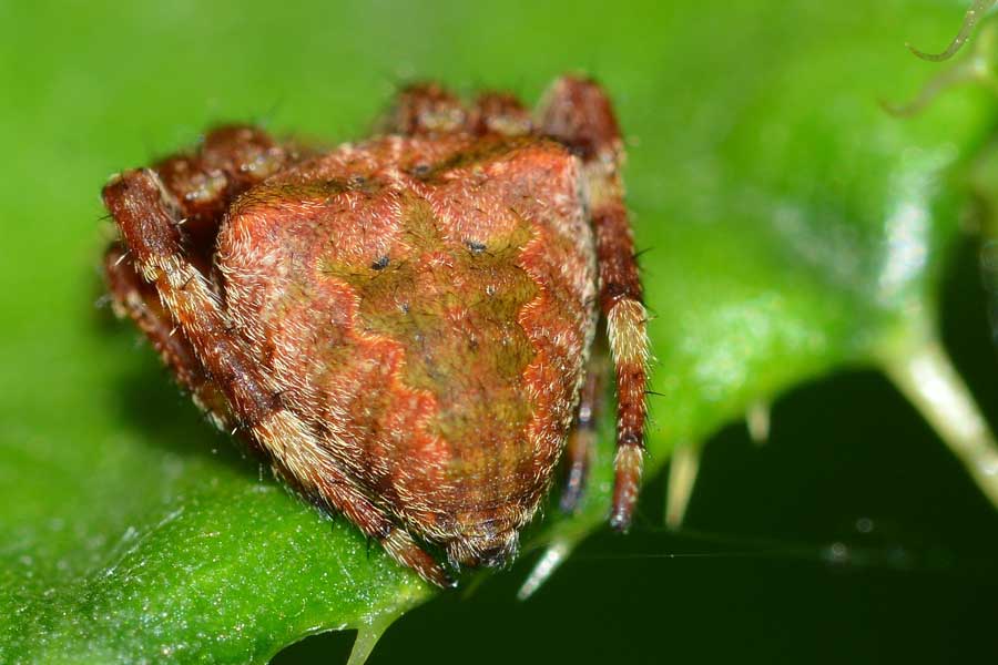 Araneus sp. - Novara (NO)