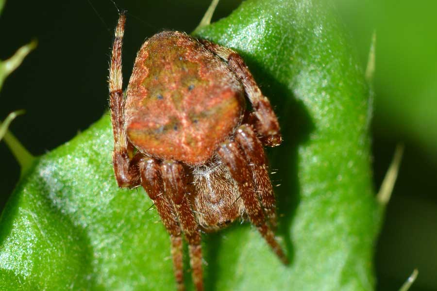 Araneus sp. - Novara (NO)