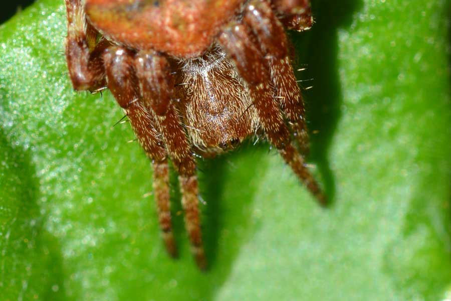 Araneus sp. - Novara (NO)