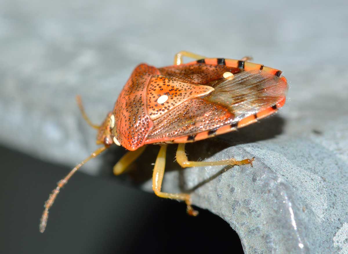 Acanthosomatidae: Elasmucha grisea del Piemonte (NO)