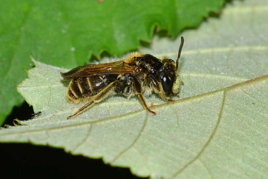 maschio di Andrena cfr labialis