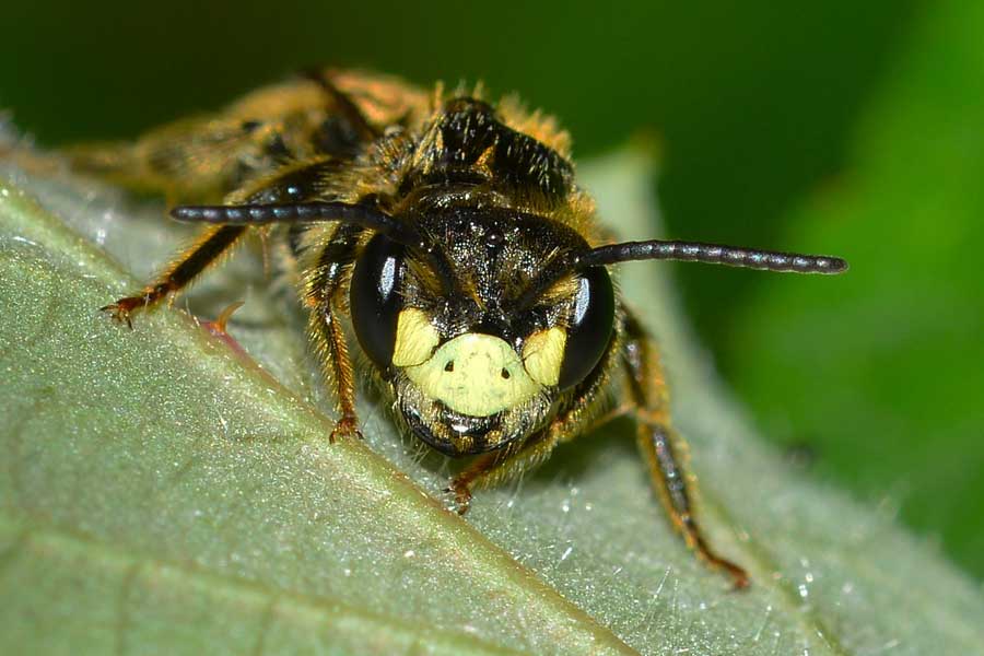 maschio di Andrena cfr labialis