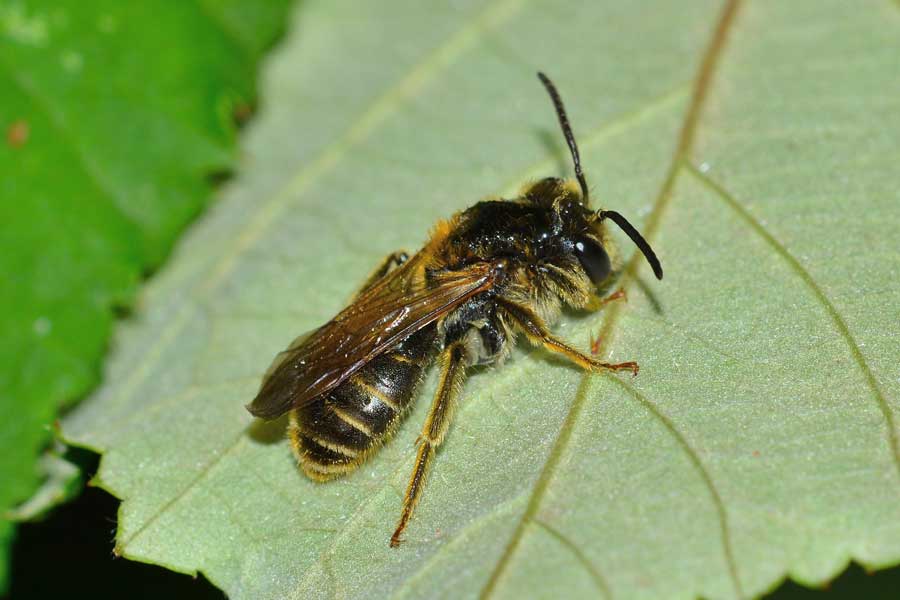 maschio di Andrena cfr labialis