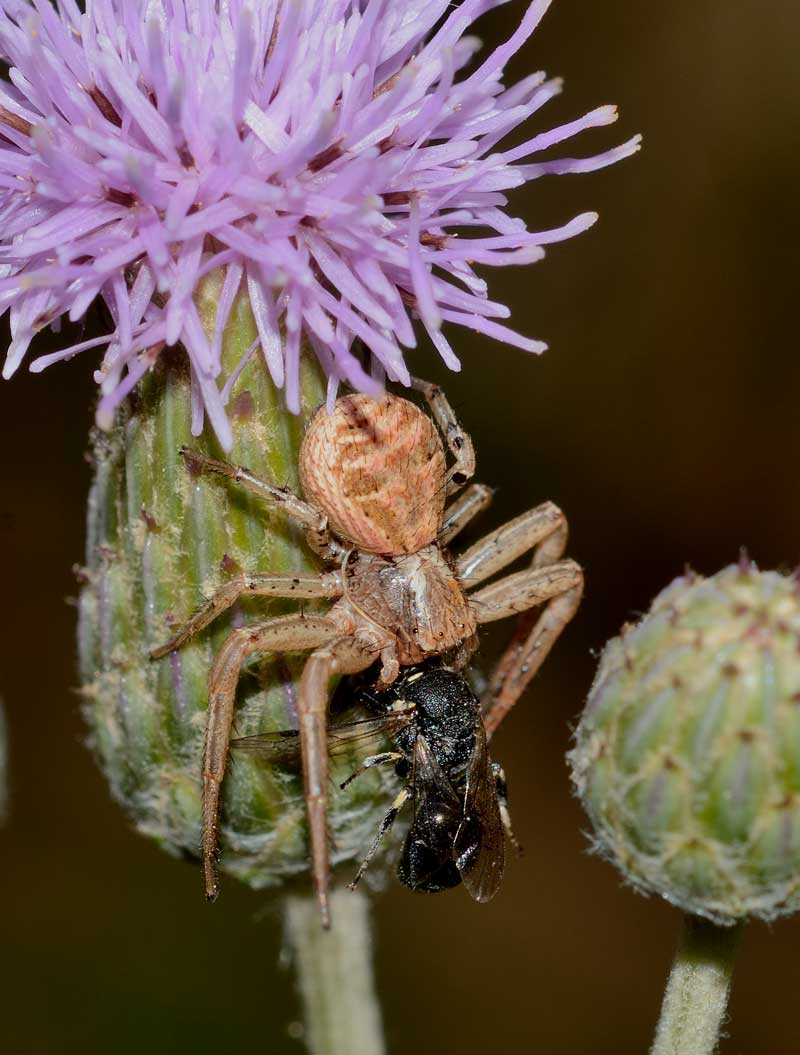 Xysticus sp. - Novara (NO)