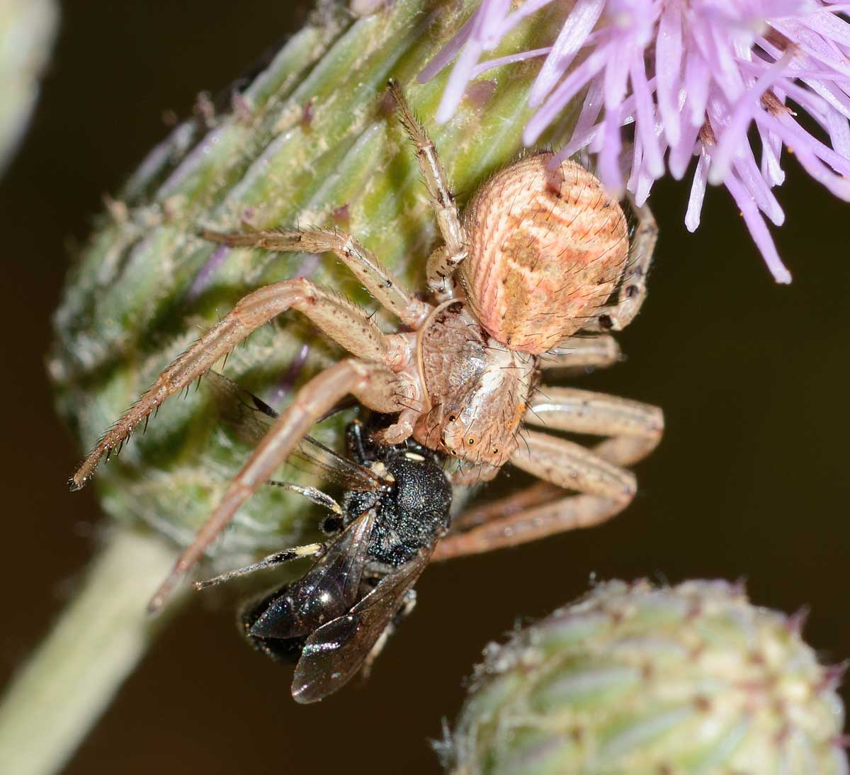 Xysticus sp. - Novara (NO)