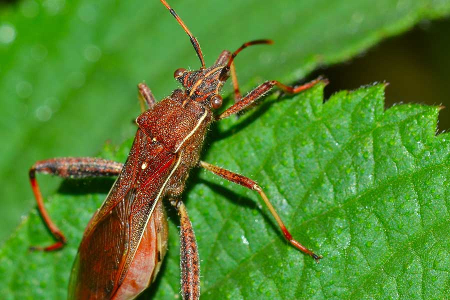 Alydidae: Camptopus lateralis del Piemonte (NO)