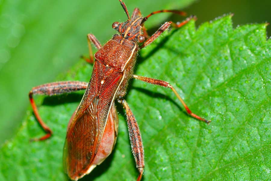 Alydidae: Camptopus lateralis del Piemonte (NO)