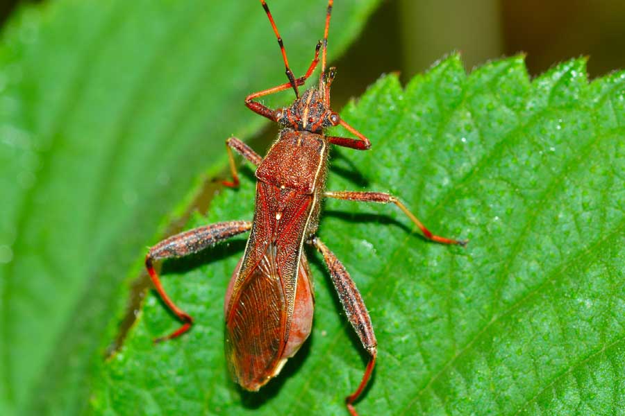 Alydidae: Camptopus lateralis del Piemonte (NO)