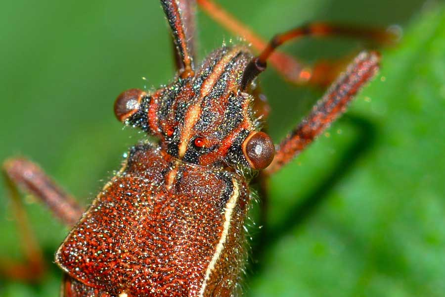 Alydidae: Camptopus lateralis del Piemonte (NO)