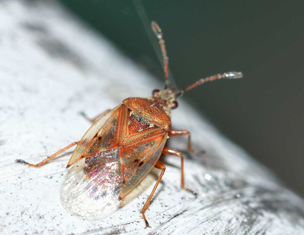 Kleidocerys ericae (Lygaeidae)