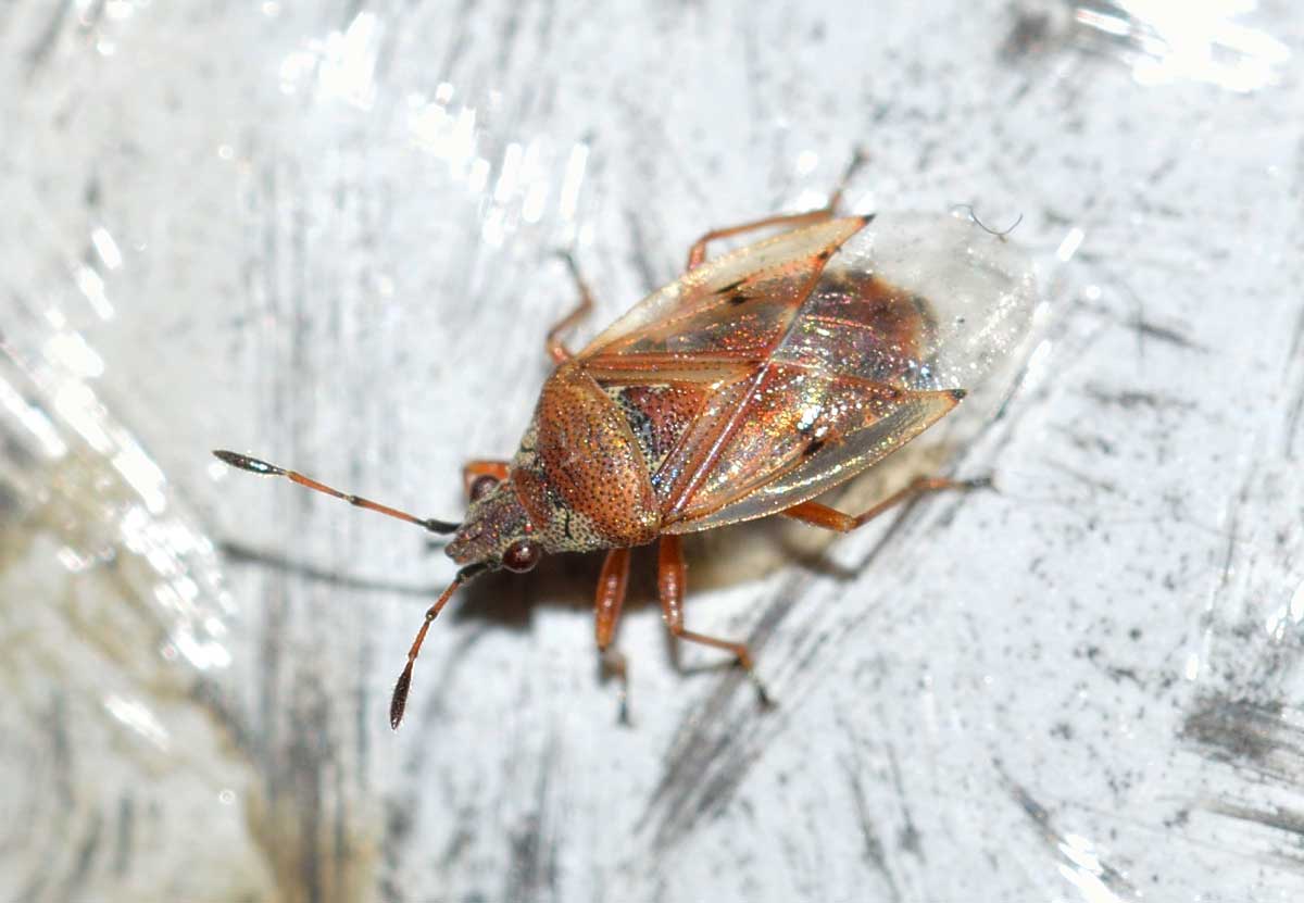 Kleidocerys ericae (Lygaeidae)