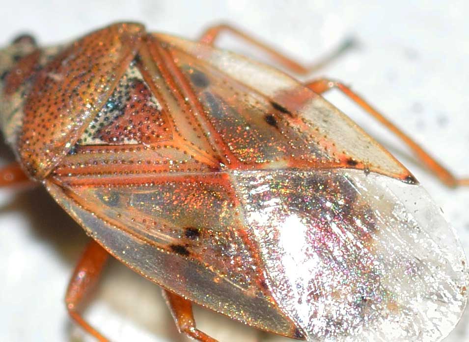 Kleidocerys ericae (Lygaeidae)