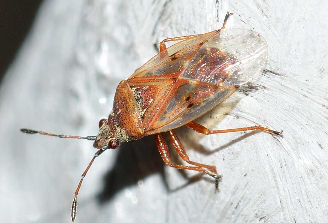 Kleidocerys ericae (Lygaeidae)