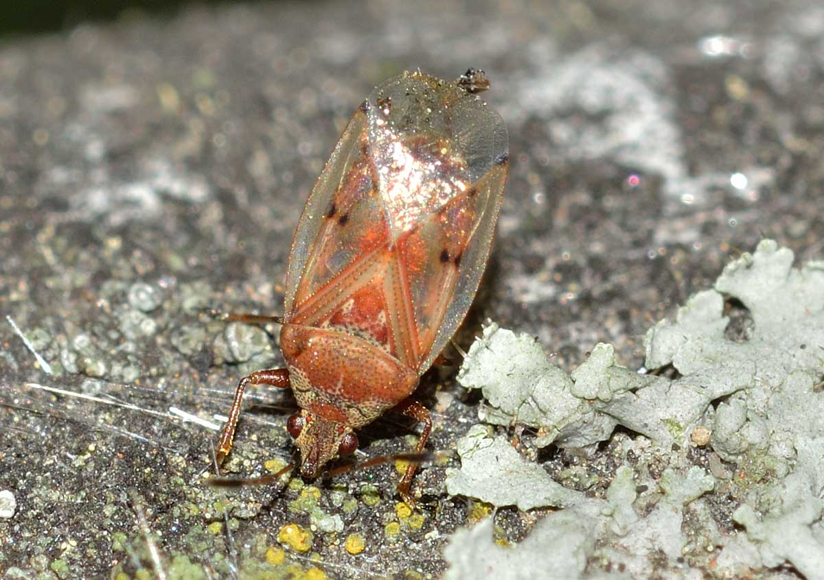 Kleidocerys ericae (Lygaeidae)