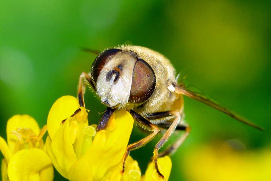 Eristalis arbustorum femmina.