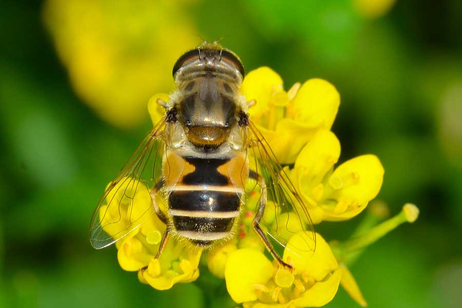 Eristalis arbustorum femmina.