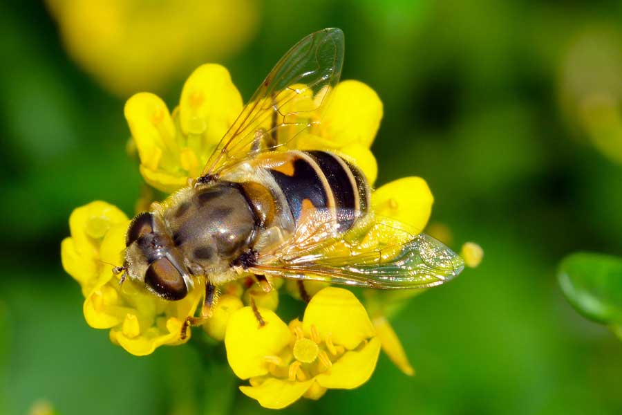 Eristalis arbustorum femmina.