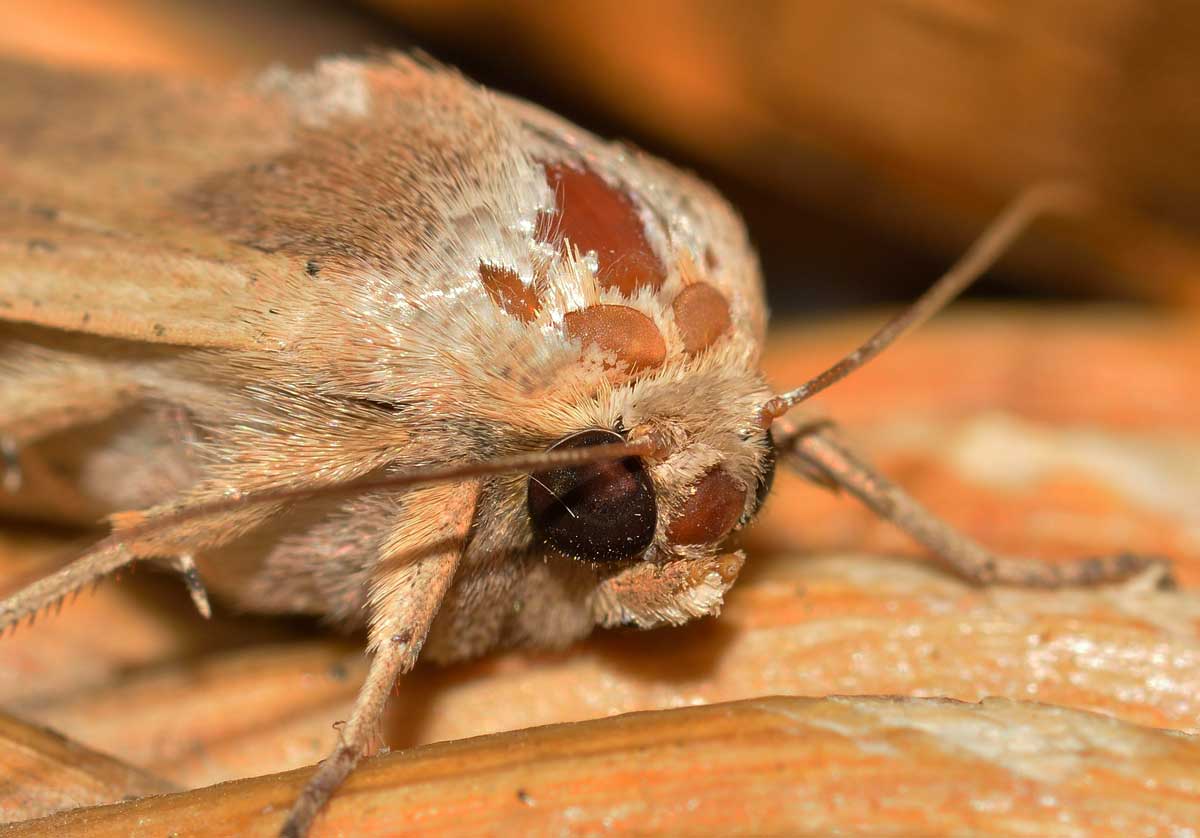 Da identificare - Mythimna (Pseudaletia) unipuncta