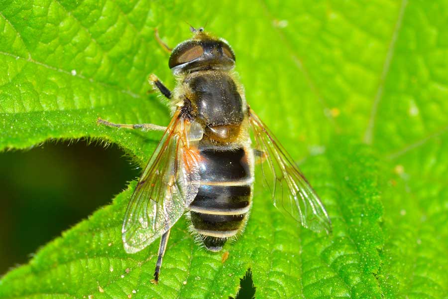 Eristalis arbustorum femmina.