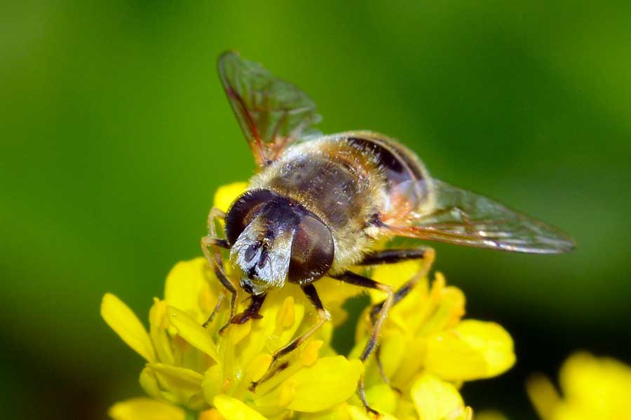 Eristalis arbustorum femmina.